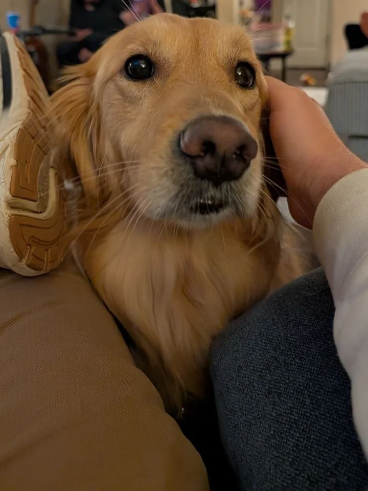 Roxy, a golden retriever, resting her head on her owner's lap