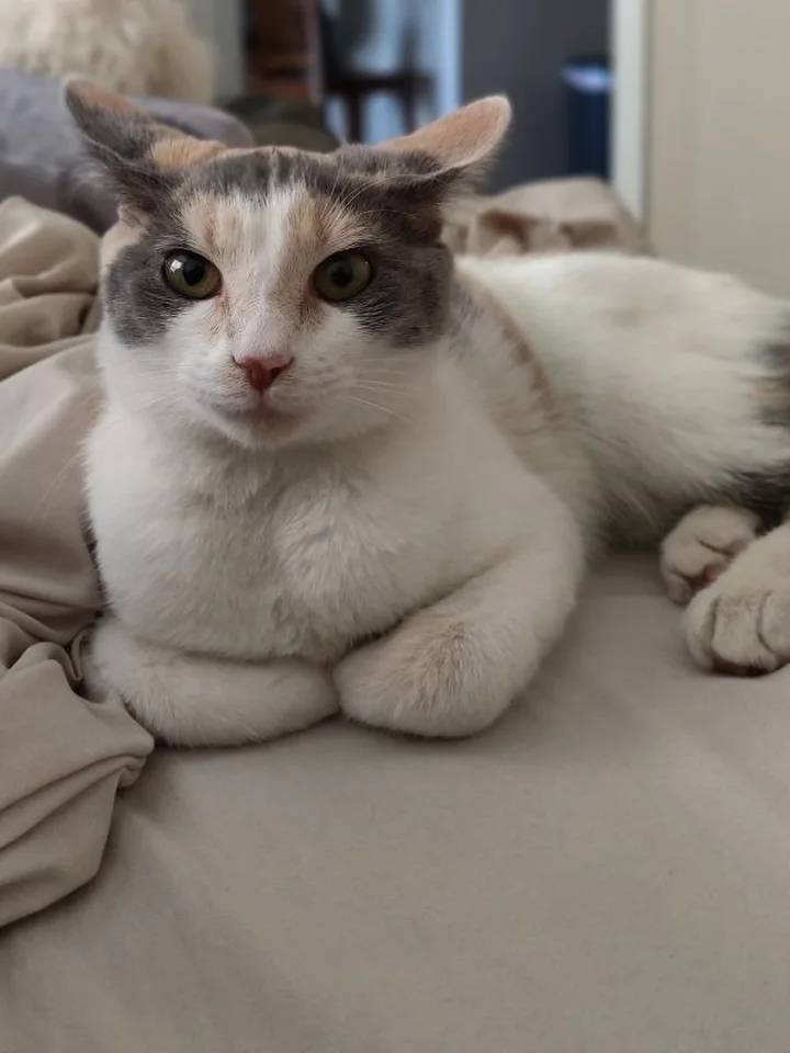 Veda, a grey and cream calico cat, resting on a bed