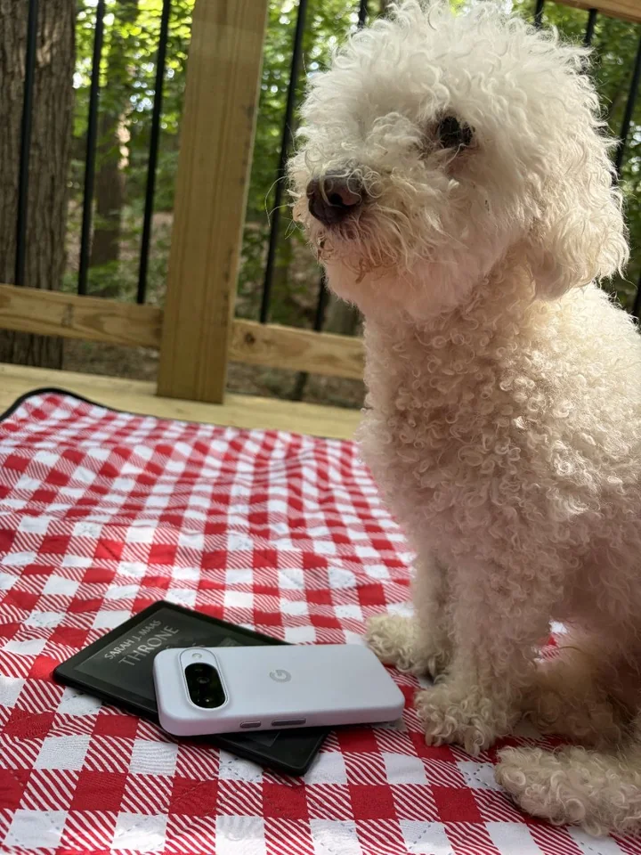 Wally, a white curly-coated Bichon, sitting on a red checked blanket on a deck