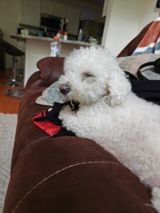 Found pet