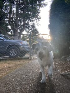 Found pet
