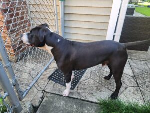 Found pet