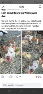 Found pet
