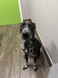 Found pet