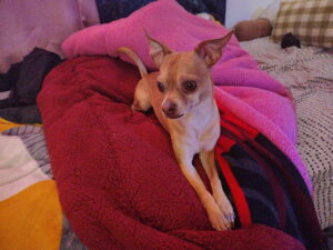 Chico